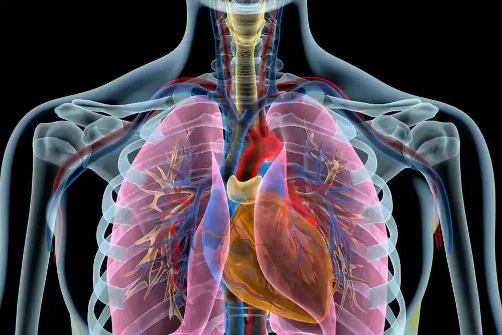 Chest & Pulmonary